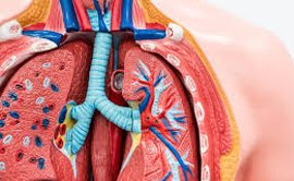 Bronchitis Treatment in Delhi